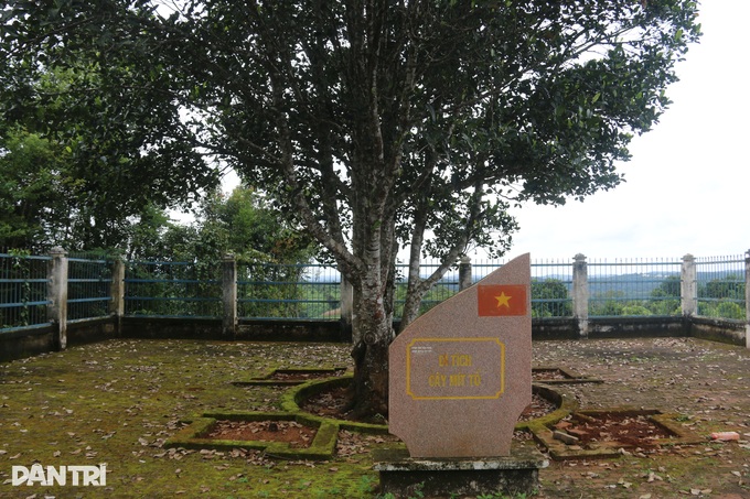 Người dân vùng biên dựng hàng rào, bảo vệ cây mít gần trăm tuổi - 5 Người dân vùng biên dựng hàng rào, bảo vệ cây mít gần trăm tuổi - 5