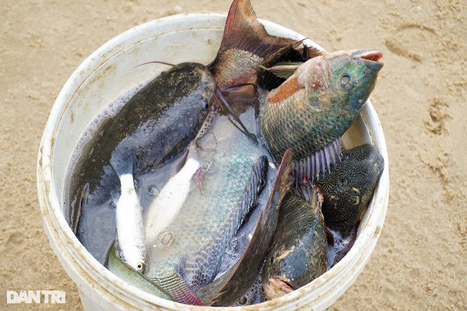 After the storm, people in Da Nang go to the sea to catch fish... fresh water, make a mess - 6 After the storm, people in Da Nang go to the sea to catch fish... fresh water, make a mess - 6