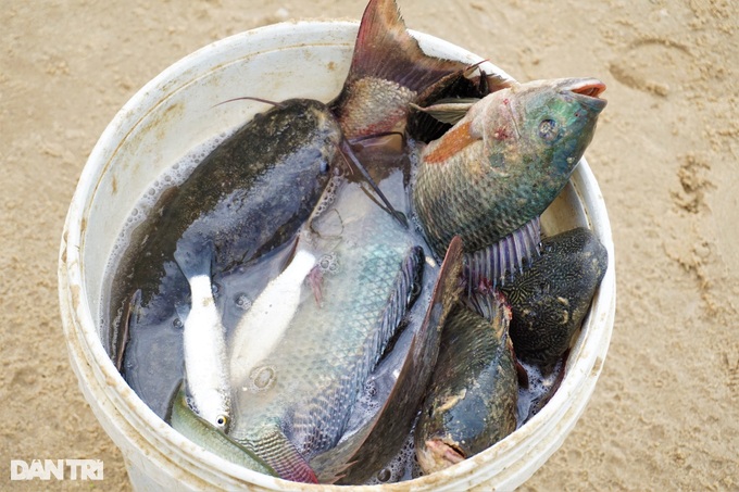 After the storm, people in Da Nang go to the sea to catch fish... fresh water, make a mess - 6