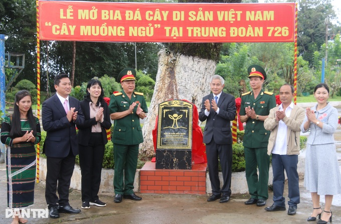 Cây me tây người Pháp trồng tặng vua Bảo Đại là Cây di sản Việt Nam - 3 Cây me tây người Pháp trồng tặng vua Bảo Đại là Cây di sản Việt Nam - 3