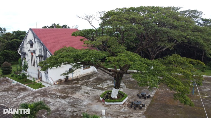 Cây me tây người Pháp trồng tặng vua Bảo Đại là Cây di sản Việt Nam - 2 Cây me tây người Pháp trồng tặng vua Bảo Đại là Cây di sản Việt Nam - 2