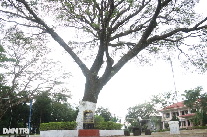Cây me tây người Pháp trồng tặng vua Bảo Đại là Cây di sản Việt Nam - 1 Cây me tây người Pháp trồng tặng vua Bảo Đại là Cây di sản Việt Nam - 1