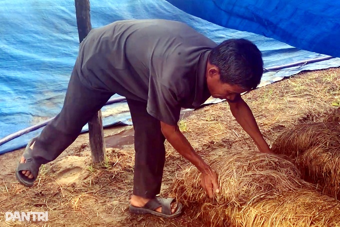 Thứ phế phẩm chất đầy đồng, thường phải đốt bỏ giúp nông dân thu trăm triệu - 2 Thứ phế phẩm chất đầy đồng, thường phải đốt bỏ giúp nông dân thu trăm triệu - 2