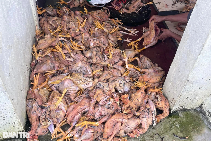 Hàng trăm người vặt lông 4.000 con gà chết do mưa lũ - 6 Hàng trăm người vặt lông 4.000 con gà chết do mưa lũ - 6