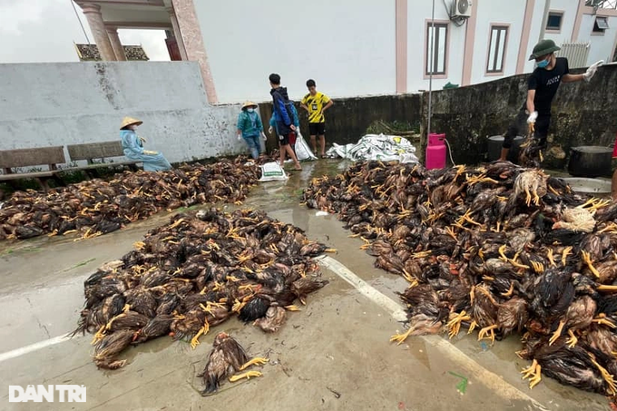 Hàng trăm người vặt lông 4.000 con gà chết do mưa lũ - 4 Hàng trăm người vặt lông 4.000 con gà chết do mưa lũ - 4