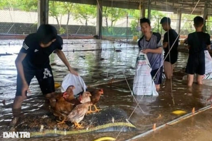 Hàng trăm người vặt lông 4.000 con gà chết do mưa lũ - 1 Hàng trăm người vặt lông 4.000 con gà chết do mưa lũ - 1