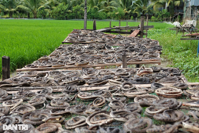 Process half a ton of snakes per day in the floating season, dry them and sell them as expensive as hot cakes - 9
