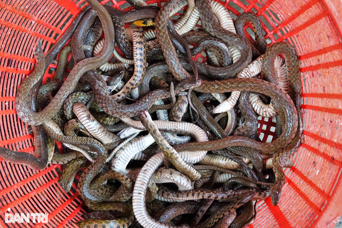 Process half a ton of snakes per day in the floating season, dry them and sell them as expensive as hot cakes - 3