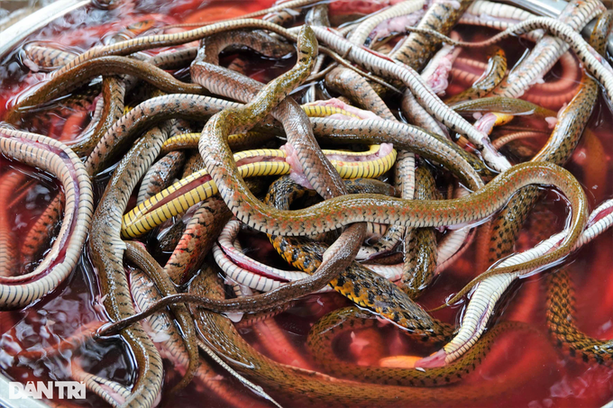 Processing half a ton of snakes per day in the floating season, drying them and selling them as expensive as hot cakes - 4
