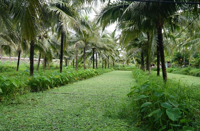 Ra đồng nhặt loài ốc nguy cơ tuyệt chủng về nuôi, nông dân thu lãi khủng