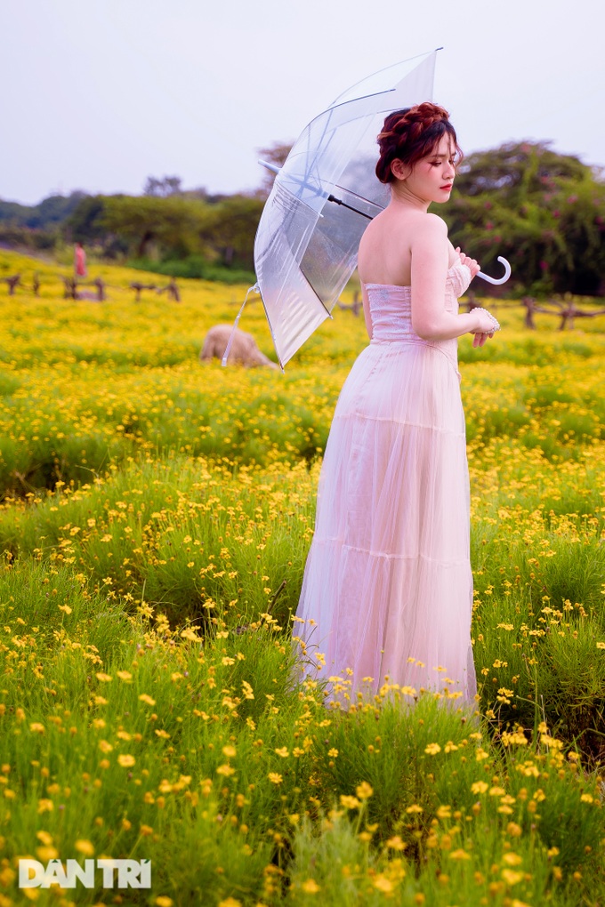 Lost in a field of golden flowers like the West sky in Hanoi - 7