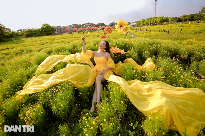 Lạc vào cánh đồng hoa vàng óng như trời Tây ở Hà Nội