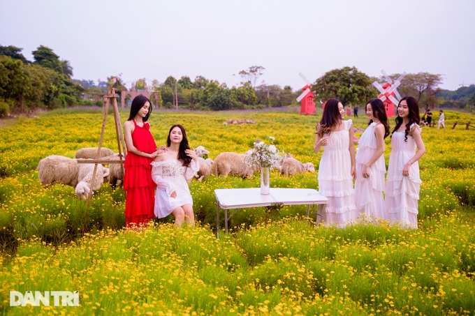 Lost in a field of golden flowers like the West sky in Hanoi - 1