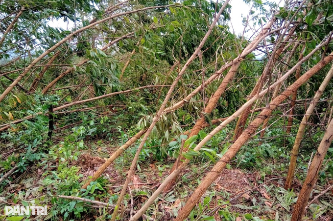 Đánh đu mạng sống giữa rừng làm phu keo sau bão - 1 Đánh đu mạng sống giữa rừng làm phu keo sau bão - 1