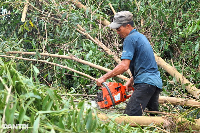 Đánh đu mạng sống giữa rừng làm phu keo sau bão - 2 Đánh đu mạng sống giữa rừng làm phu keo sau bão - 2
