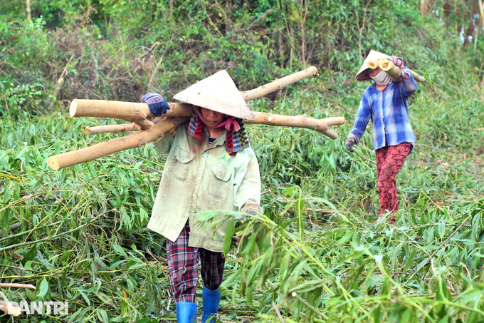 Đánh đu mạng sống giữa rừng làm phu keo sau bão - 4 Đánh đu mạng sống giữa rừng làm phu keo sau bão - 4