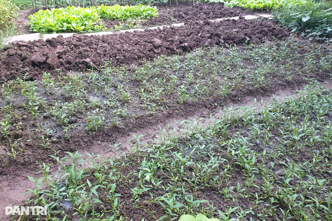Không biết mua sạch ở đâu, dân Hà Nội chi tiền triệu thuê người trồng rau - 8 Không biết mua sạch ở đâu, dân Hà Nội chi tiền triệu thuê người trồng rau - 8