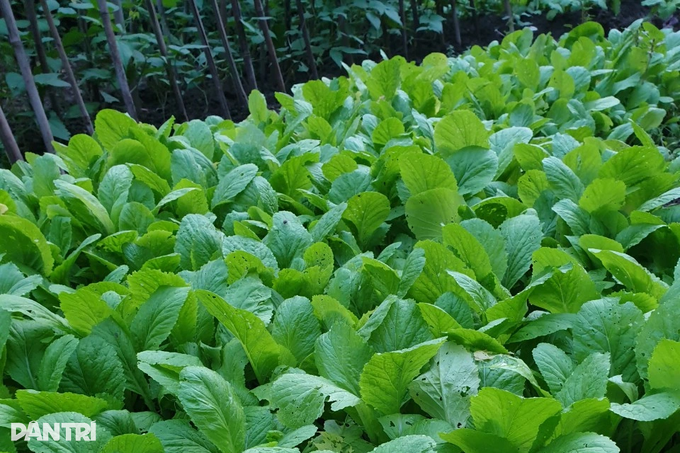 Không biết mua sạch ở đâu, dân Hà Nội chi tiền triệu thuê người trồng rau - 6 Không biết mua sạch ở đâu, dân Hà Nội chi tiền triệu thuê người trồng rau - 6