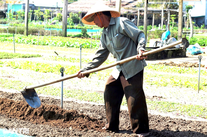 Người trồng rau Trà Quế thắt ruột nhìn mưa bão liên tiếp vùi dập ruộng vườn