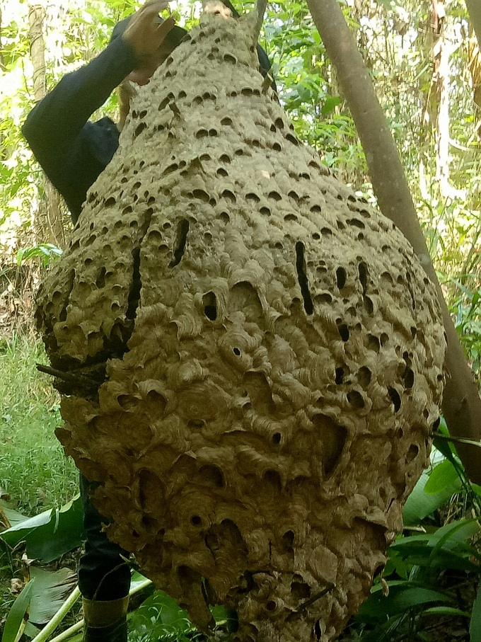 Hunter found a 16-storey giant beehive weighing 21kg in the border forest - 1
