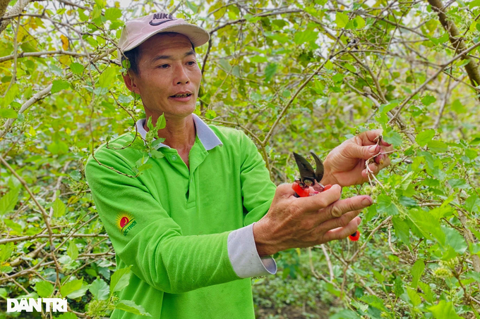 Trồng 2 loài cây ăn quả dễ tính như cây rừng, lão nông thu lãi bất ngờ