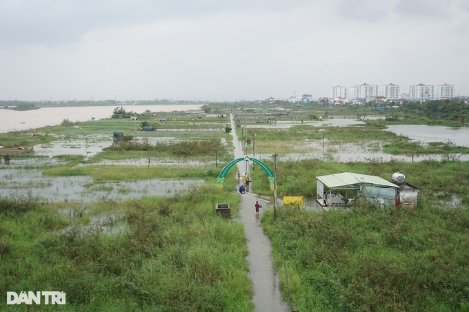 Sau mưa lũ, cầm 100.000 đồng đi chợ mua được mỗi mớ cải xanh, rau thơm