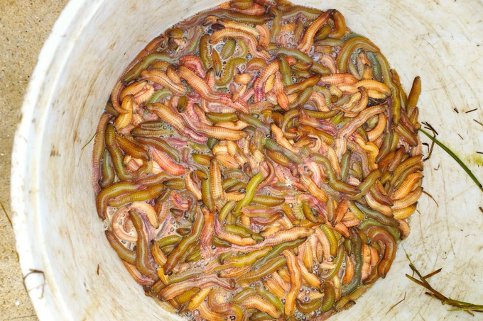 Rồng đất bất ngờ nổi đầy đồng, người d&acirc;n k&eacute;o nhau đi x&uacute;c - 3