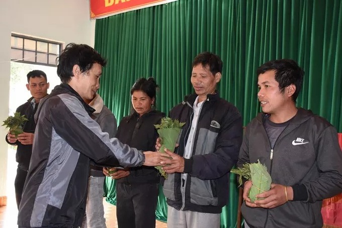 Kon Tum hỗ trợ hộ nghèo 10.000 cây sâm Ngọc Linh giống - 1 Kon Tum hỗ trợ hộ nghèo 10.000 cây sâm Ngọc Linh giống - 1