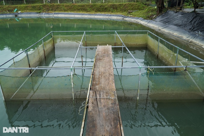 Surprised by the queen's fish farming technique in the deep forest - 9