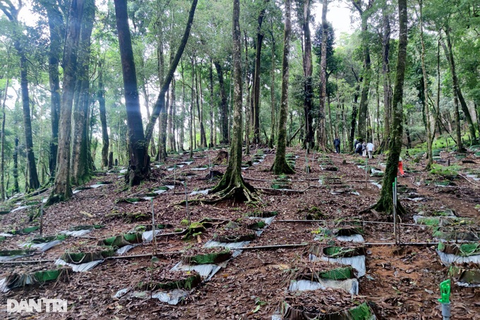 Điều tra vụ mất trộm hơn 100 cây sâm Ngọc Linh quý - 1