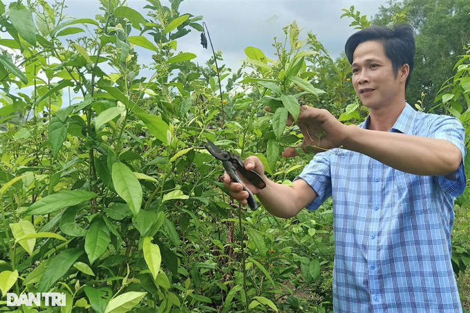 Cựu thầy giáo mang cây rừng từ Tây Bắc vào Cà Mau trồng cho lãi bất ngờ - 1