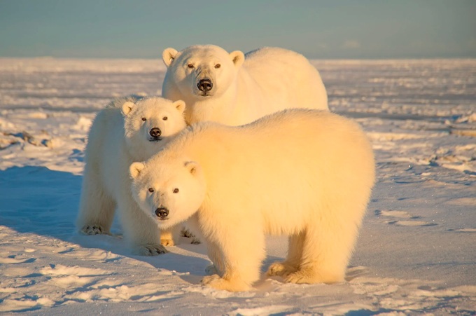 Vừa ra sống tự lập, gấu Bắc Cực đã bị sói săn đuổi và cái kết - 1