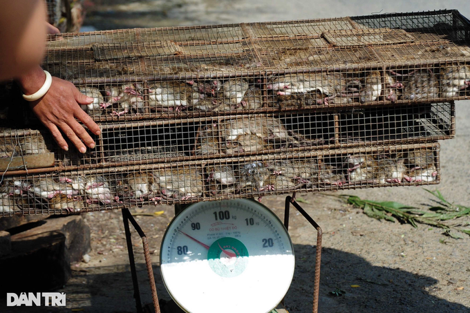 The largest rat market in the West gathering 5 tons a day is still not enough to sell - 3