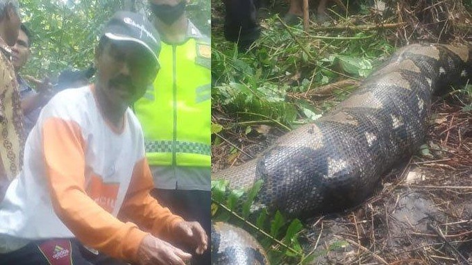 Giant python 7m swallows woman in Indonesia - 1
