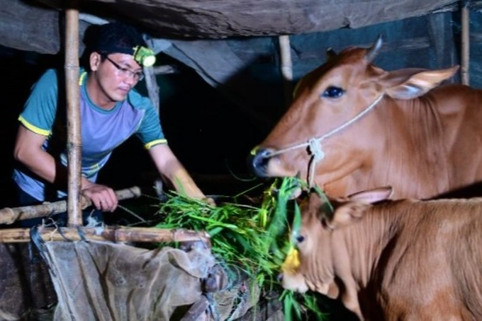 Thầy giáo người Khmer trồng lúa, nuôi bò để trụ với nghề