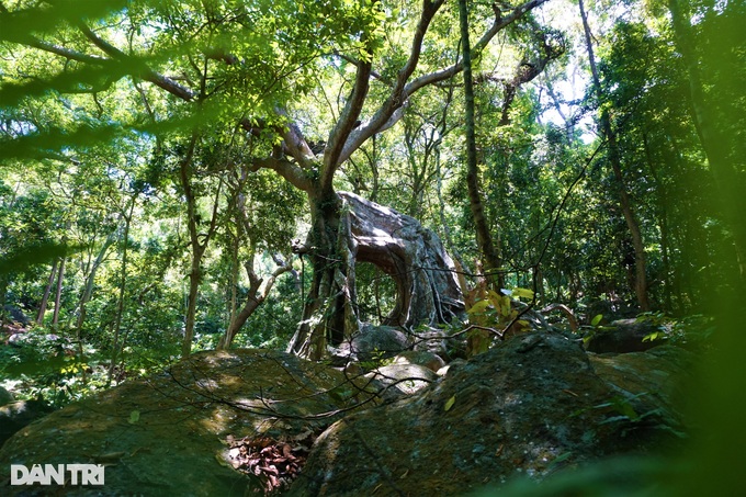 Độc đáo cây đa ngơ ngác gần 1.000 năm tuổi trên bán đảo Sơn Trà - 1