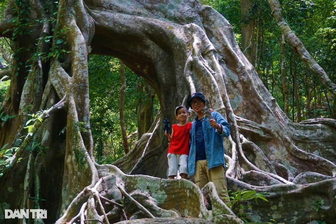 Độc đáo cây đa ngơ ngác gần 1.000 năm tuổi trên bán đảo Sơn Trà