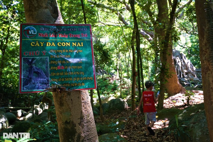 Độc đáo cây đa ngơ ngác gần 1.000 năm tuổi trên bán đảo Sơn Trà
