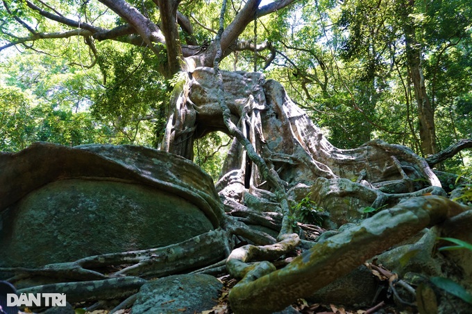 Độc đáo cây đa ngơ ngác gần 1.000 năm tuổi trên bán đảo Sơn Trà - 5