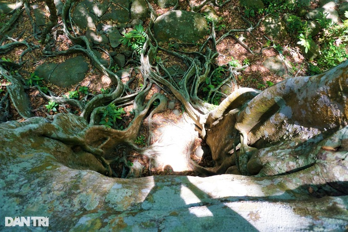 Độc đáo cây đa ngơ ngác gần 1.000 năm tuổi trên bán đảo Sơn Trà - 7