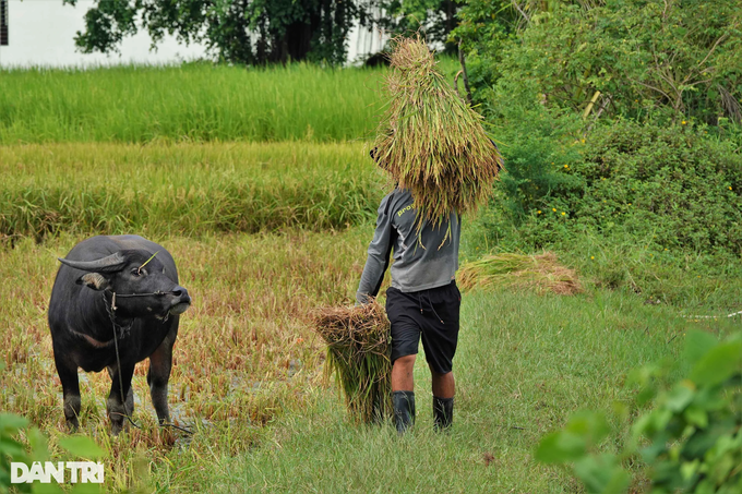 The unique way to harvest rice in the West - 3
