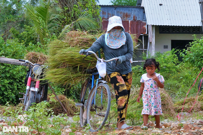 The unique way to harvest rice in the West - 9