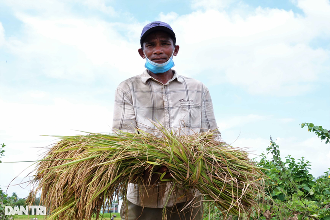 The unique way to harvest rice in the West - 6