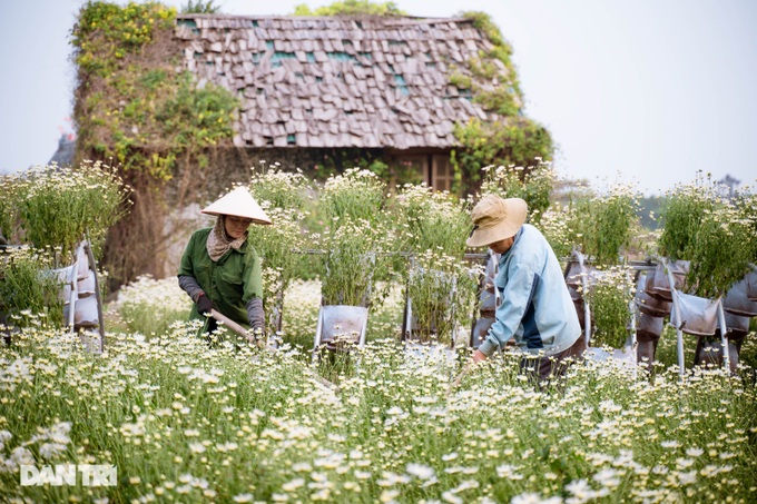 Ha Thanh girls gracefully show off their colors with daisies at the beginning of the season - 9