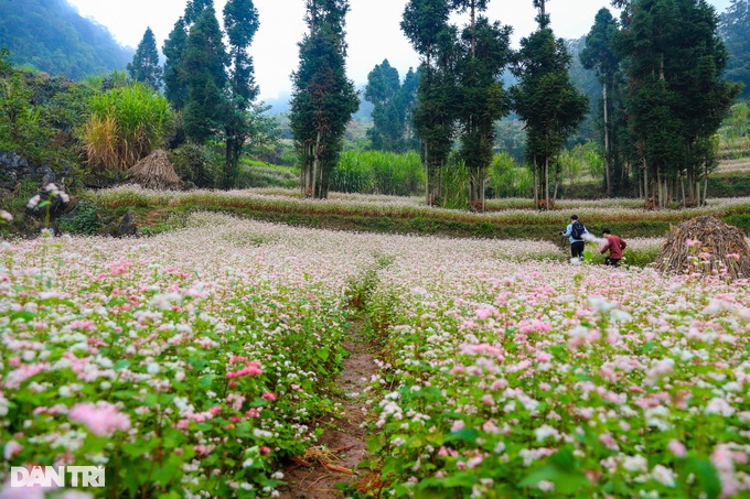 Buckwheat flowers bloom, tourists everywhere flock to Ha Giang to check-in - 8