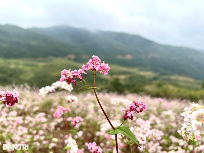 Buckwheat flowers bloom, tourists everywhere flock to Ha Giang to check-in - 9