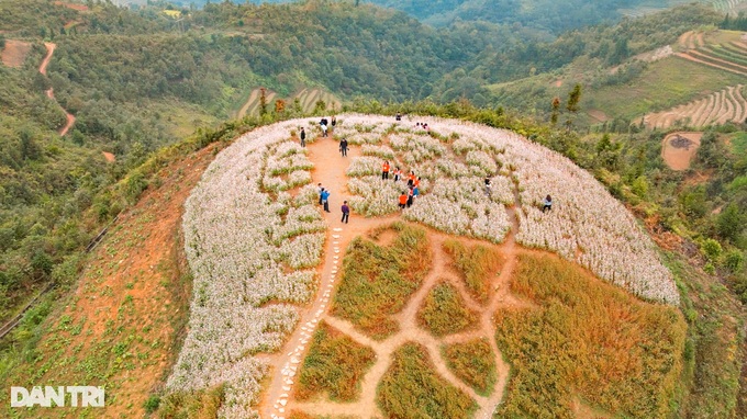 Hoa tam giác mạch nở rộ, du khách khắp nơi đổ về Hà Giang check-in - 6