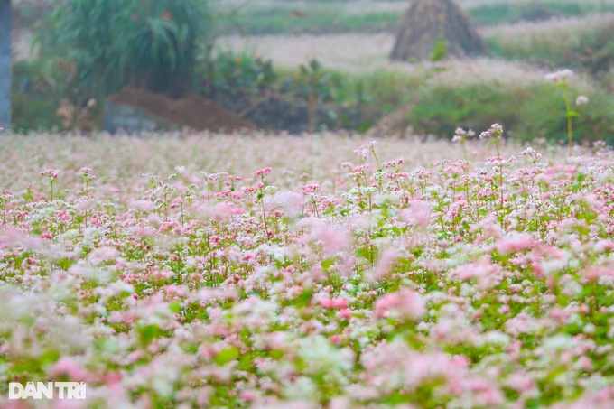 Buckwheat flowers bloom, tourists everywhere flock to Ha Giang to check-in - 11