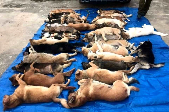 Đi ô tô, trộm 38 con chó trong một đêm