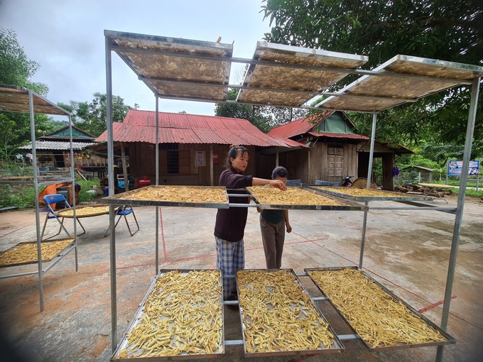 Đồng bào Ma Coong hái thứ cây mọc khắp rừng, tạo sản phẩm OCOP 3 sao - 3 Đồng bào Ma Coong hái thứ cây mọc khắp rừng, tạo sản phẩm OCOP 3 sao - 3